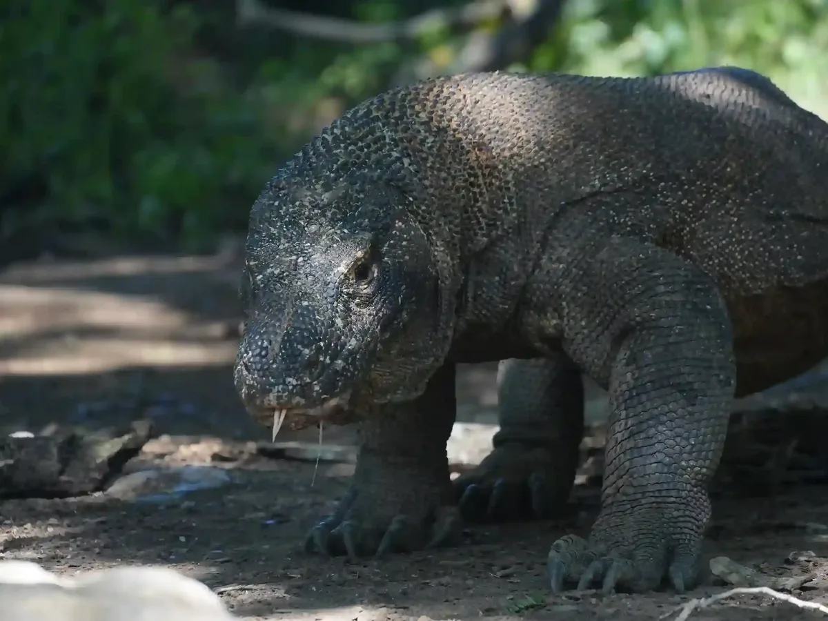 A Komodo dragon photographed at close range