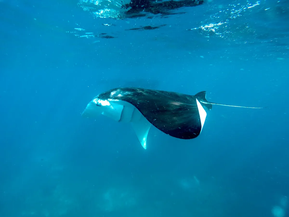 A manta ray gliding over the reef in Komodo National Park